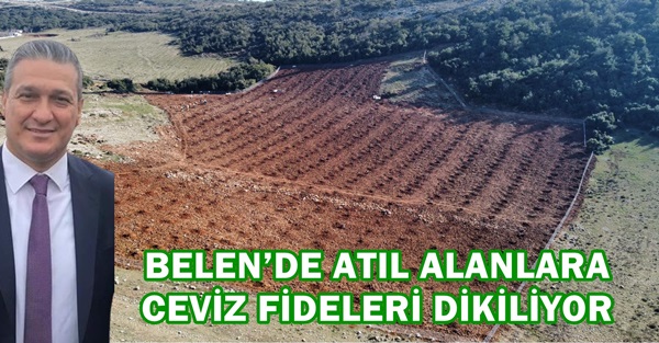 Belen’de atıl alanlara ceviz fideleri dikiliyor