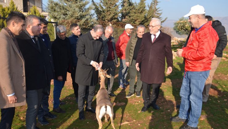 Özenle korunan dağ ceylanları çoğalıyor