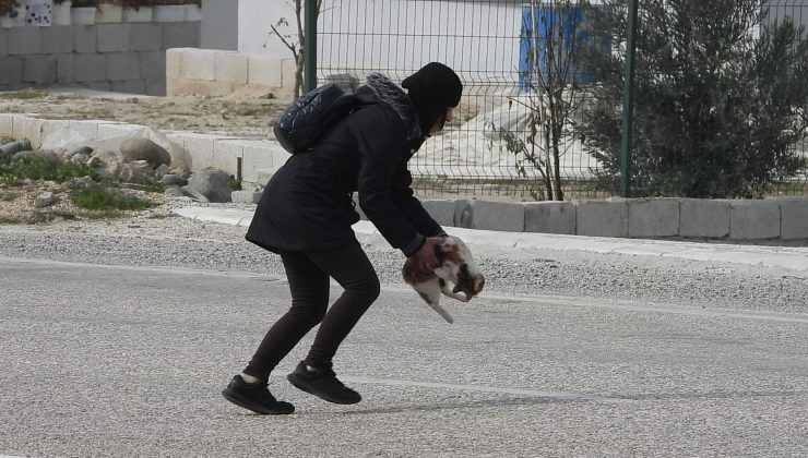 Otomobil çarpan kediyi kurtarmak istedi, çabası yetersiz kaldı