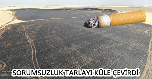 SORUMSUZLUK TARLAYI KÜLE ÇEVİRDİ