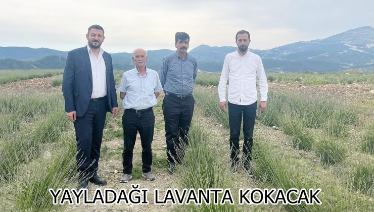YAYLADAĞI LAVANTA KOKACAK