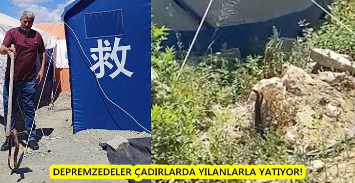DEPREMZEDELER ÇADIRLARDA YILANLARLA YATIYOR!