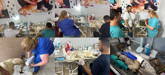 KIRIKHAN’DA SOKAK HAYVANLARI KISIRLAŞTIRILIYOR