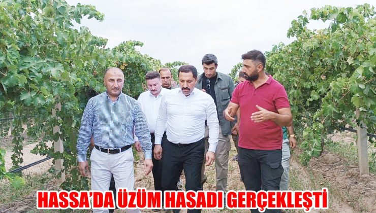 HASSA’DA ÜZÜM HASADI GERÇEKLEŞTİ