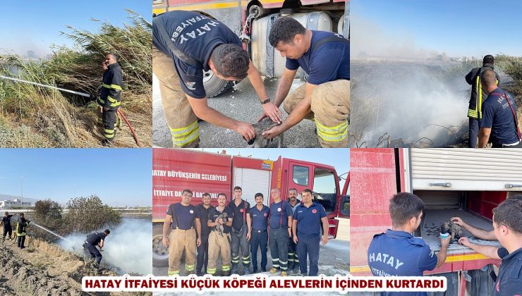 HATAY İTFAİYESİ KÜÇÜK KÖPEĞİ ALEVLERİN İÇİNDEN KURTARDI