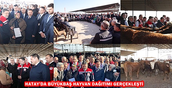 HATAY’DA BÜYÜKBAŞ HAYVAN DAĞITIMI GERÇEKLEŞTİ