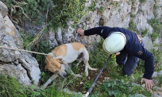 Antakya’da uçurumda mahsur kalan köpek kurtarıldı