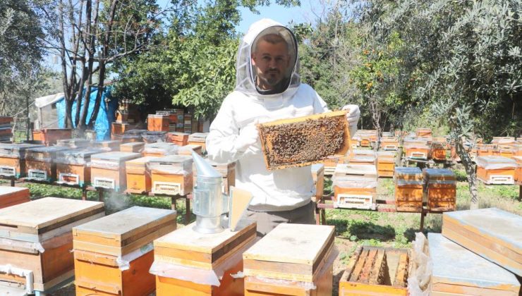 Arı kovanları arasında gezintiye çıkan domuzlar, güvenlik kamerasına yakalandı