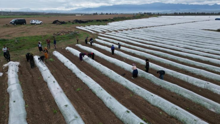Erkenci karpuzda ilk hasat mayıs sonunda bekleniyor