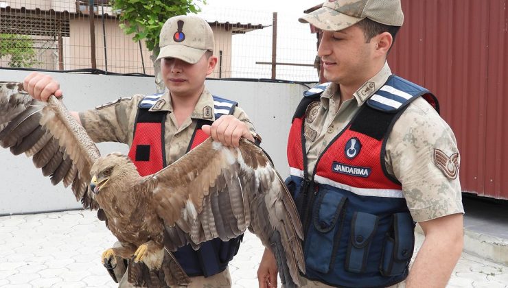 YARALI KARTALA JANDARMA SAHİP ÇIKTI