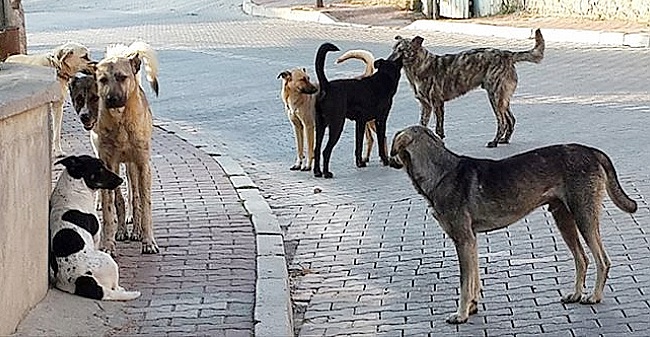 HATAY VALİLİĞİ’NDEN KARANTİNA KARARI