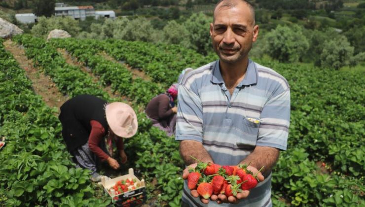 ENKAZ KENTTE YÜZ GÜLDÜREN ÇİLEK HASADI