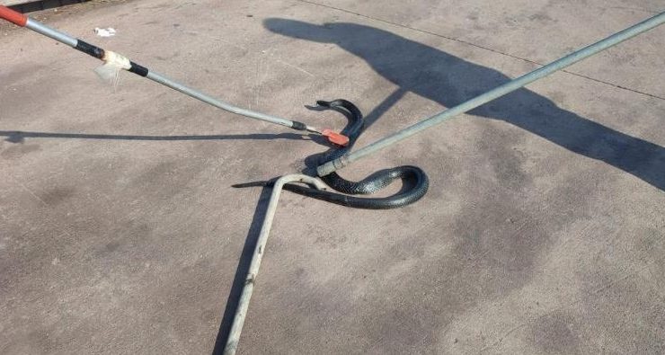 İşyerine giren yılan, doğal yaşam alanına bırakıldı