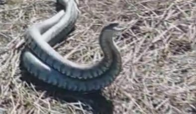 Türkiye’nin en zehirli yılanı olarak bilinen koca engereklerin çiftleşme dansı kamerada