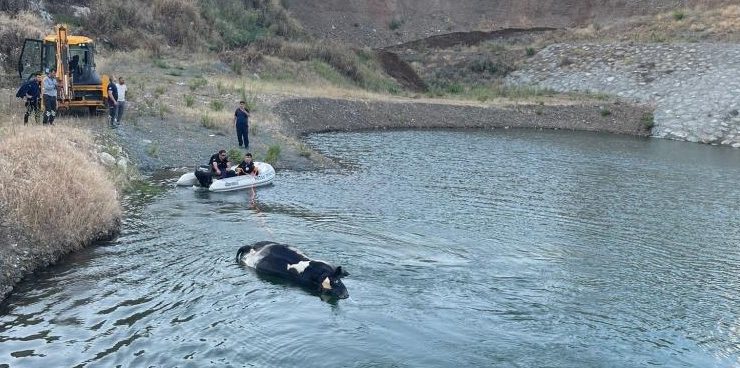 GÖLETE DÜŞEREK TELEF OLAN İNEK, 4 SAAT SÜREN ÇALIŞMAYLA SUDAN ÇIKARILDI