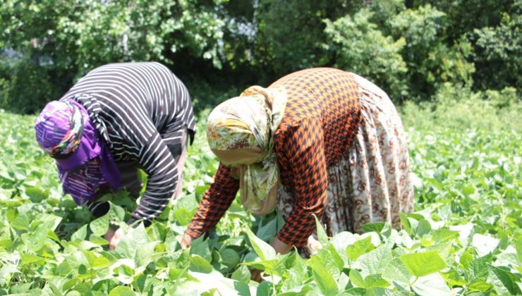 Hasadı başlayan taze fasulye tarlada 50 TL’ye satılıyor