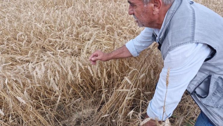 KUVVETLİ YAĞIŞ HASAT OLGUNLUĞUNA GELEN BUĞDAYA ZARAR VERDİ