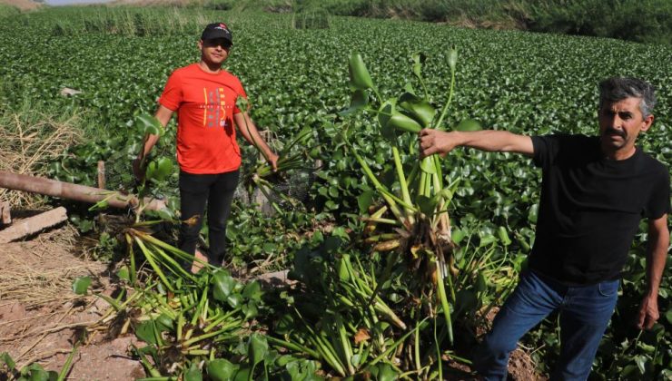 İstilacı su sümbülleri, Asi Nehri’ni adeta görülmez hale getirdi