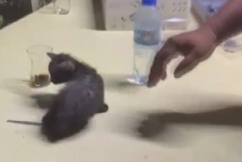 SU BORUSUNA SIKIŞAN YARAMAZ KEDİ, BORU KESİLEREK KURTARILDI