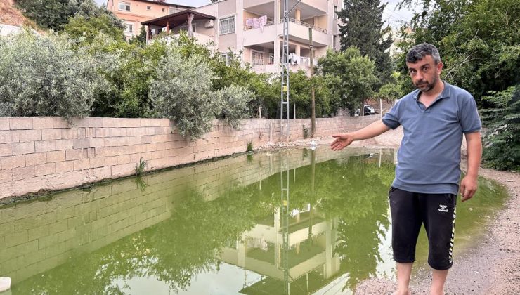 Su birikintisi yeşil renge büründü
