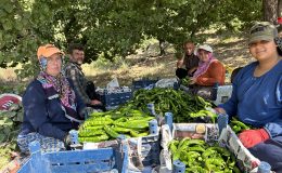 KAVURUCU SICAKTA EN ACI HASAT