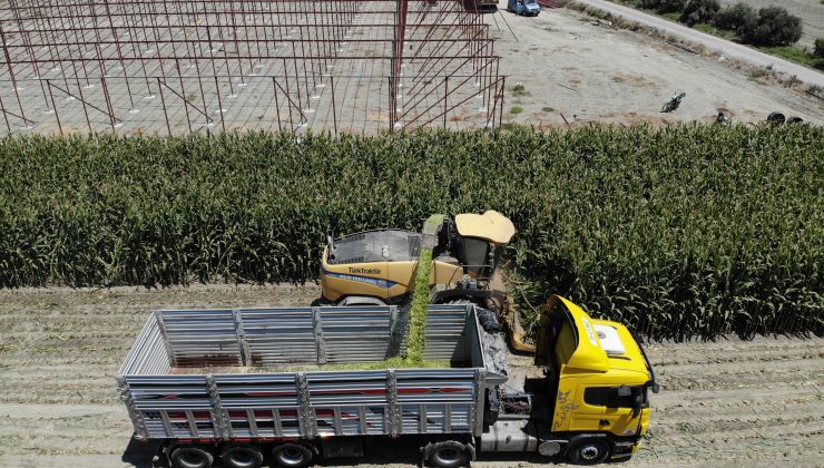 KAVURUCU SICAKTA ZORLU HASAT