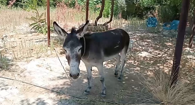 ŞİDDET GÖREN EŞŞEK YENİ YUVASINDA