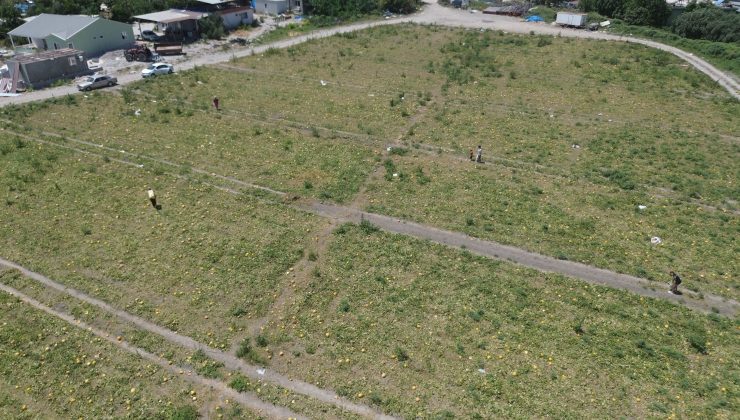 TARLASININ HASADINI DEPREMZEDELERE BAĞIŞLADI