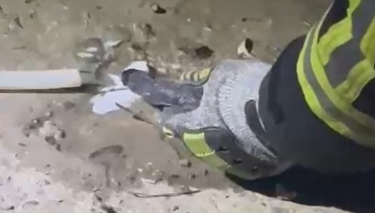 FİLEYE TAKILAN YILAN KURTARILDI 