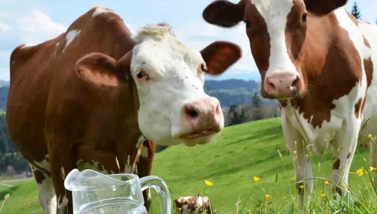 921 BİN 867 TON İNEK SÜTÜ TOPLANDI