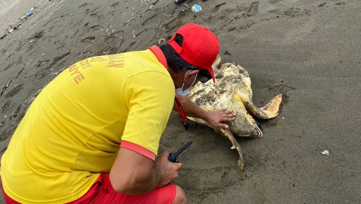 YARALI CARETTA CARETTA KURTARILDI