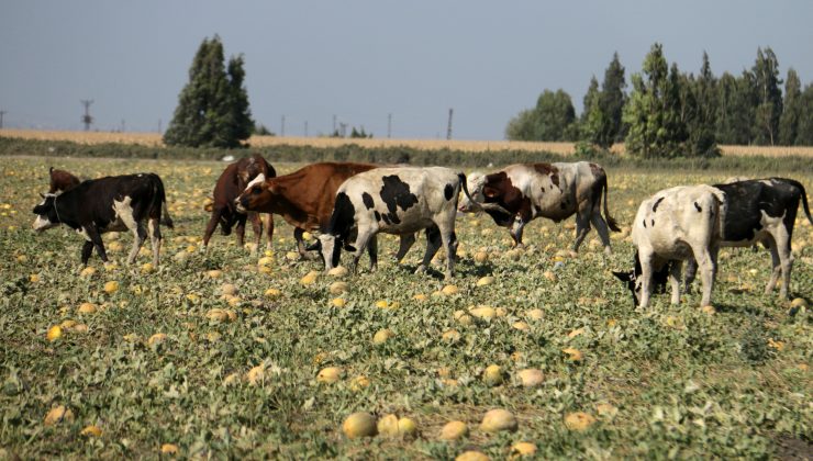 TARLADAKİ KAVUN, HAYVANLARA YEM OLDU