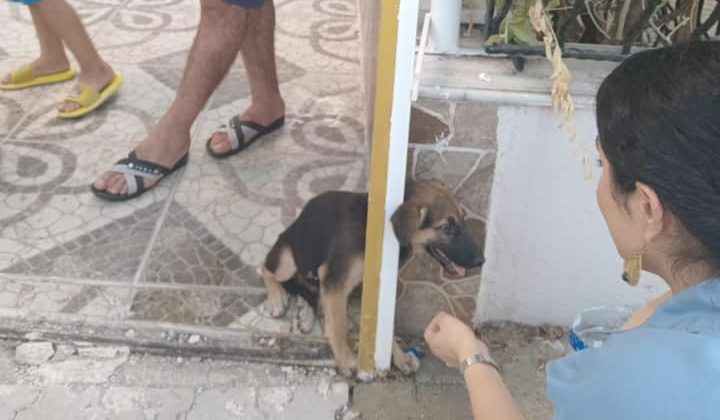 DEMİR KAPIYA SIKIŞAN YAVRU KÖPEĞİ İTFAİYE KURTARDI  