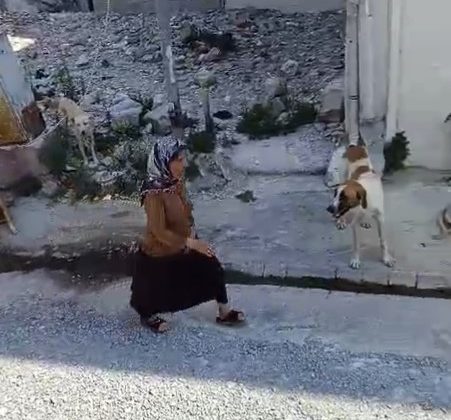 YAŞLI KADININ ETRAFINI SOKAK KÖPEKLERİ SARDI