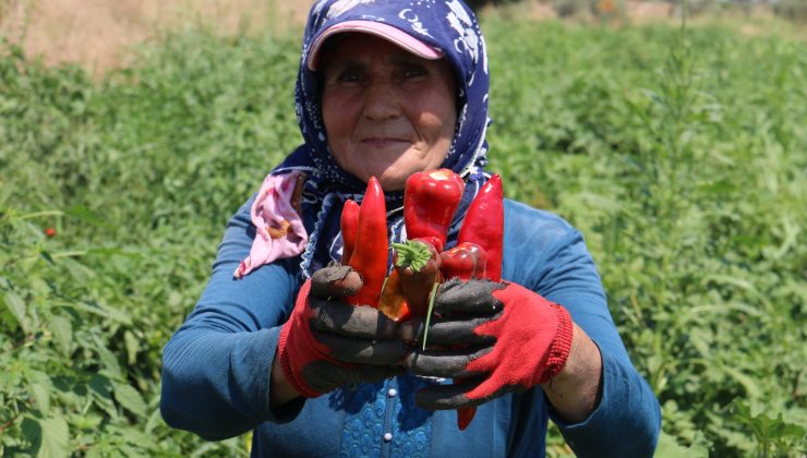 KAVURUCU SICAKTA ACI HASAT
