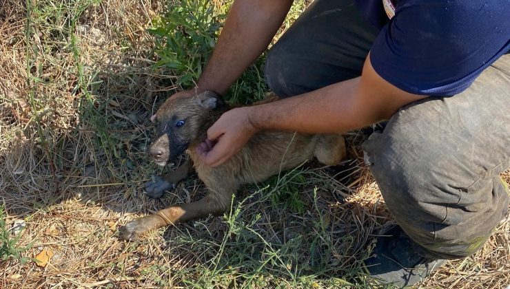 KUYUYA DÜŞEN YAVRU KÖPEĞİ İTFAİYE KURTARDI  