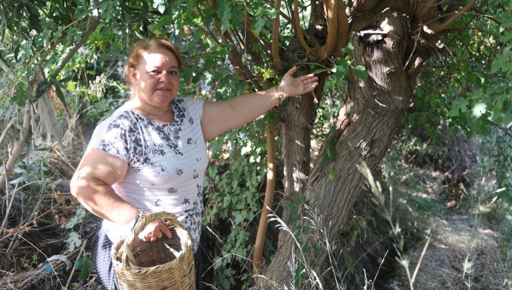 İNCİR TOPLAYAN KADIN ENGEREK YILANIYLA KARŞILAŞTI