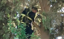 AĞAÇTA MAHSUR KALAN KEDİYİ İTFAİYE KURTARDI  