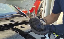 ARABA MOTORUNA SIKIŞAN KEDİ KURTARILDI