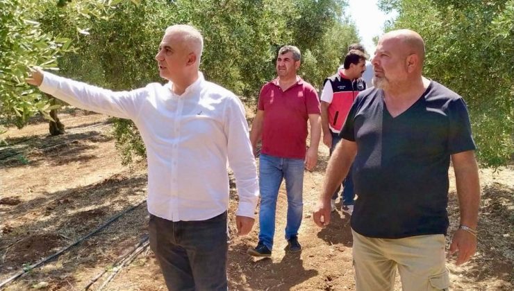 MÜDÜR TÜRKMEN ZEYTİN BAHÇESİNİ GEZDİ