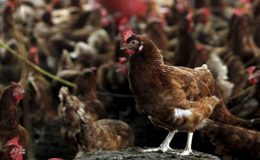 TÜRKİYE’DE TAVUK ETİ VE YUMURTA ÜRETİMİ ARTTI