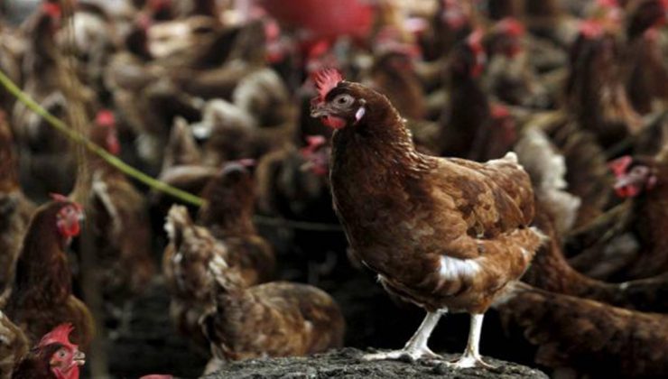 TÜRKİYE’DE TAVUK ETİ VE YUMURTA ÜRETİMİ ARTTI
