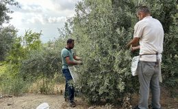 DEPREM BÖLGESİNDE YÜZ GÜLDÜREN HASAT
