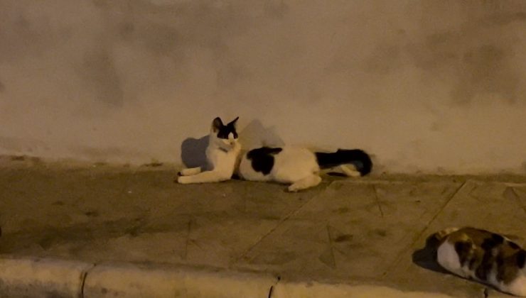 KEDİYE KOLİ BANDIYLA İŞKENCE!