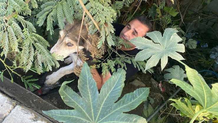 DERE YATAĞINDA MAHSUR KALAN KÖPEĞİ İTFAİYE KURTARDI  