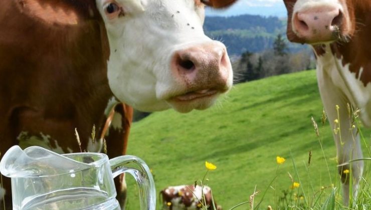 İNEK PEYNİRİ, AYRAN VE YOĞURT ÜRETİMİNDE ARTIŞ
