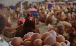 TAVUK YUMURTASI ÜRETİMİ YILLIK YÜZDE 2,8 ARTTI