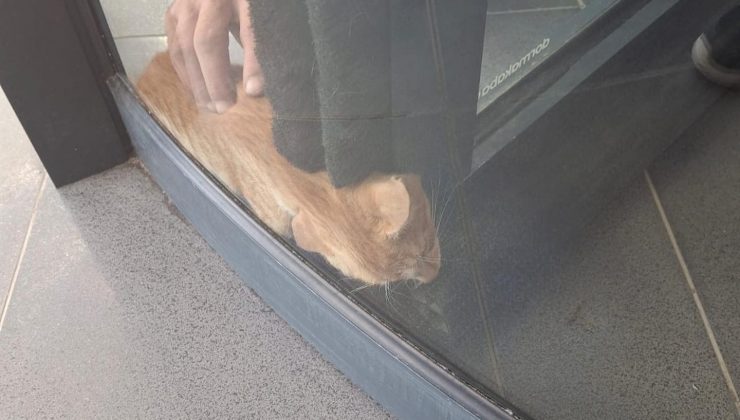 PRİMEMALL AVM’NİN DÖNER KAPISINDA KEDİ MAHSUR KALDI  