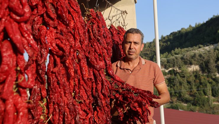 KURUTMALIK BİBERLERLE MAHALLE ADETA KIRMIZIYA BÜRÜNDÜ