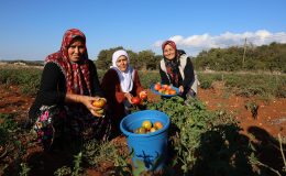 SUSUZ YETİŞEN DOMATESTE HASAT SÜRÜYOR 